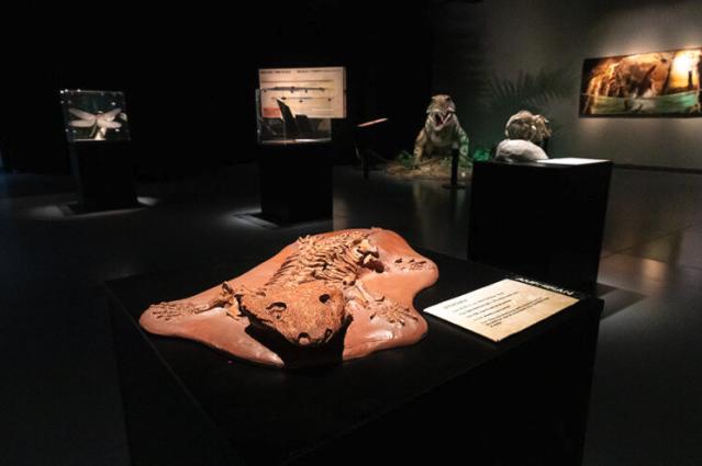 Fossils of bygone creatures, like the Seymouria, are on display alongside models and life-sized animatronics of the creatures from the Permian Era, at the Museum of Idaho’s new Life Before Dinosaurs exhibit.
