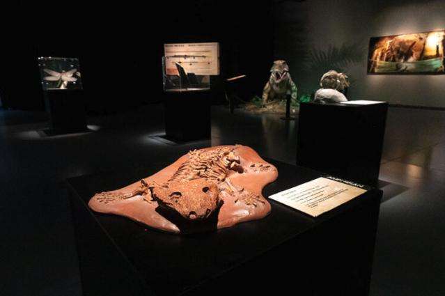 Fossils of bygone creatures, like the Seymouria, are on display alongside models and life-sized animatronics of the creatures from the Permian Era, at the Museum of Idaho’s new Life Before Dinosaurs exhibit.