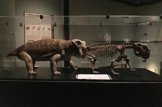 Lystrosaurus, a creature with a name meaning “shovel lizard,” is from the late Permian Era and managed to survive The Great Dying to live into the early Triassic Era. It is on display at the Museum of Idaho’s news Life Before Dinosaurs exhibit.