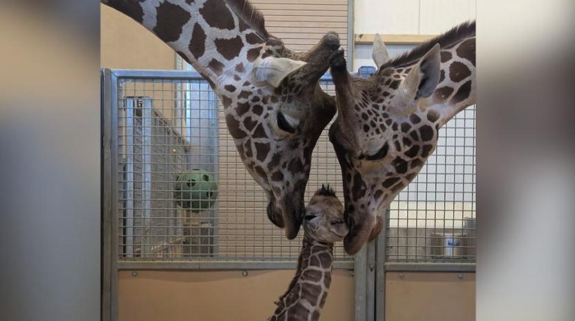 Utah's Hogle Zoo announces birth of giraffe calf