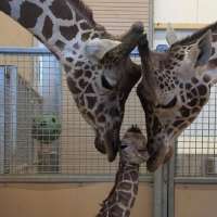 Utah's Hogle Zoo announces birth of giraffe calf
