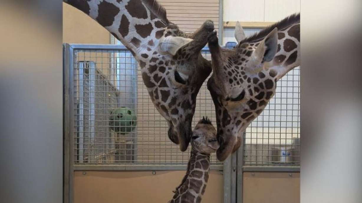 Utah's Hogle Zoo announced the birth of its giraffe calf, born on Jan. 26.