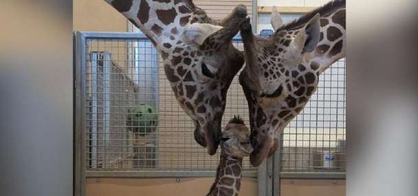 Utah's Hogle Zoo announces birth of giraffe calf