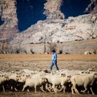 Utah declared open season on cougars. Why this program is drawing attention