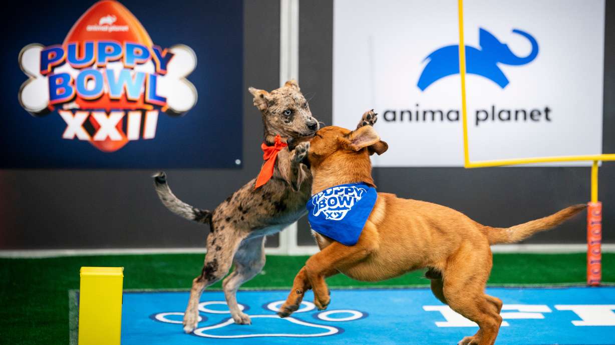 This image released by Warner Bros. Discovery shows dogs participating in Puppy Bowl XXII, airing Sunday across Animal Planet, Discovery, TBS, truTV, HBO Max and discovery+.
