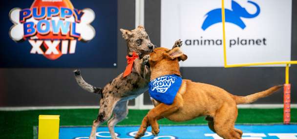 Not just pups this time: 'Puppy Bowl' embraces older dogs