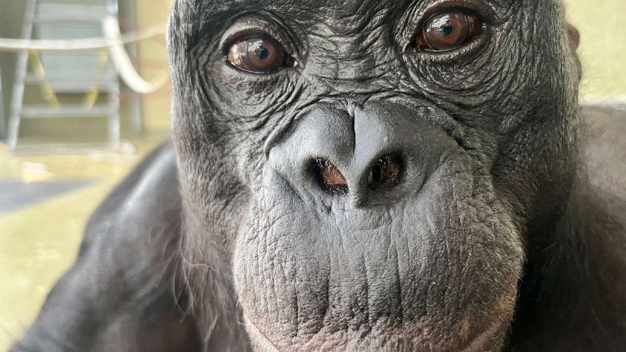 Kanzi, a bonobo who learned to communicate with humans, in Des Moines, Iowa.