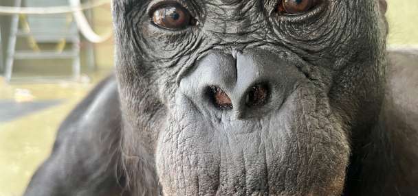 Top U.S. story anchor