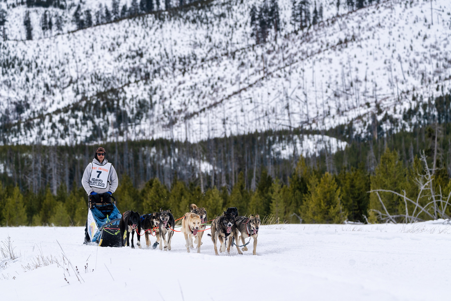 Idaho Sled Dog Challenge ceases operations after years of snow disruptions