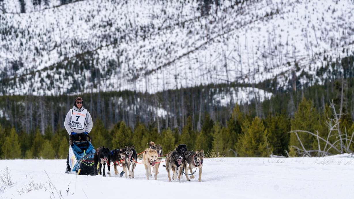 Musher Kayson Judd, of Coalville, and his sled dog team run in the 52-mile Warm Lake Stage Race. Judd’s team took first place Jan. 30 in the final Idaho Sled Dog Challenge event. Organizers said Monday they've decided to shut down operations.