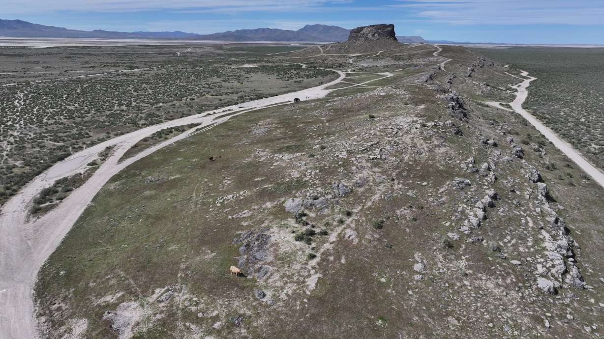 Cattle graze on public lands, some of which is managed by the Bureau of Land Management, in Tooele County on April 19, 2024.