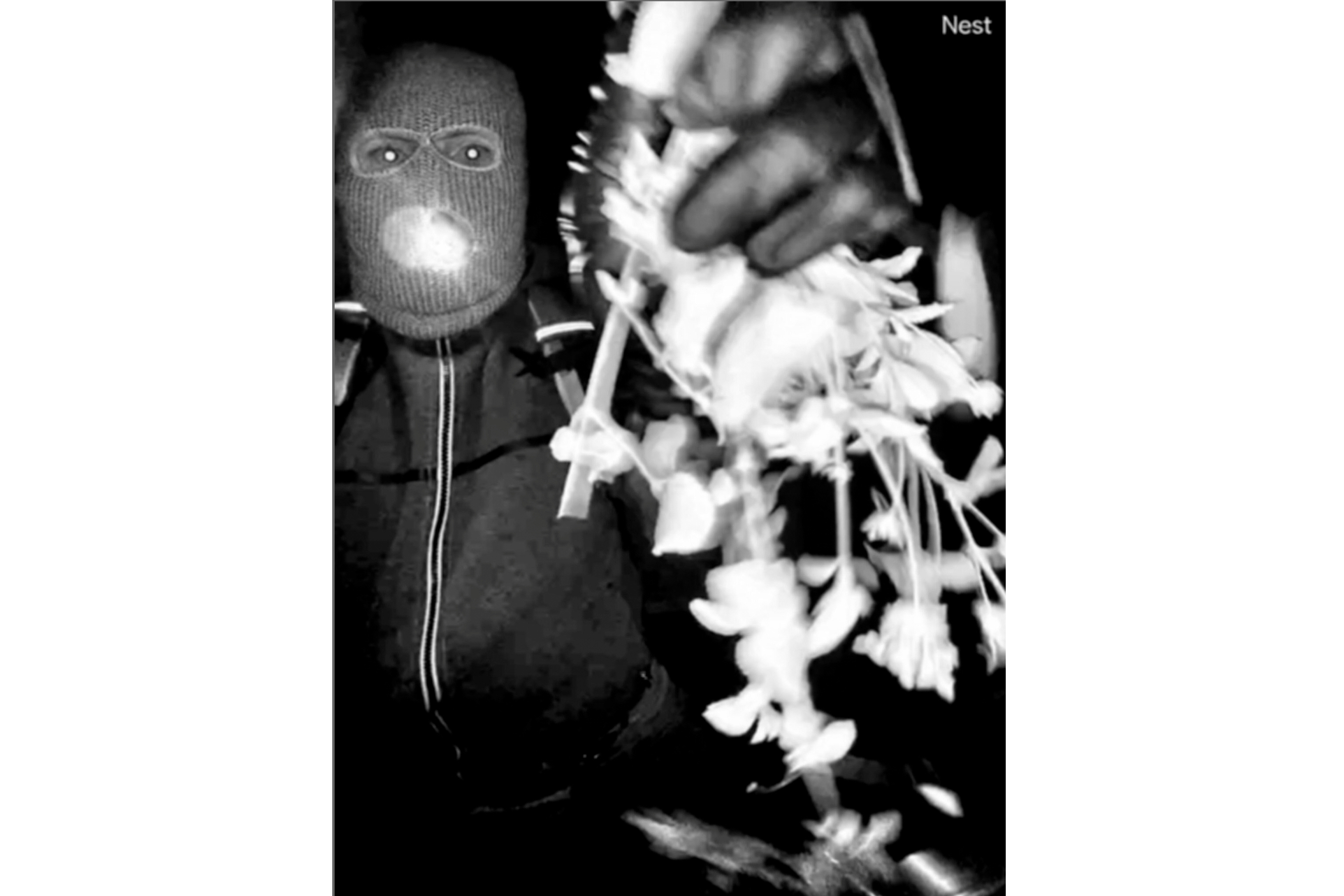 Surveillance images at the home of Nancy Guthrie the night she went missing in Tucson, Ariz. The Pima County Sheriff's Department said late Tuesday a person was detained for questioning in the case, but very few other details were released.