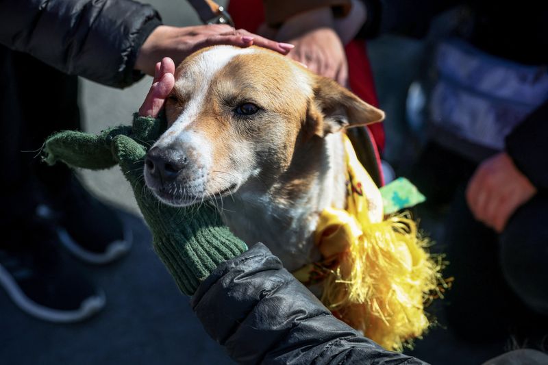 People pet Aloka, the “Peace Dog” during a lunch stop on the “Walk for Peace," in which a group of two dozen Buddhist monks are walking from Texas to Washington, D.C., in Spotsylvania, Va., Thursday. The walk reached D.C. on Tuesday.