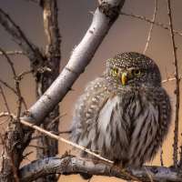 Southern Utah birders spot rare northern pygmy owl