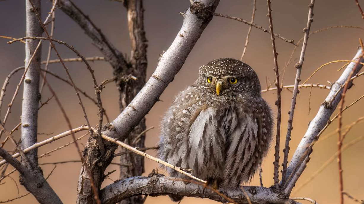 Wildlife photographer Chet Steele captured rare photos of a northern pygmy owl in southern Utah.