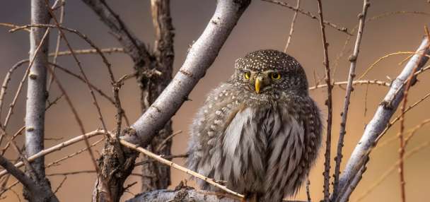 Southern Utah birders spot rare northern pygmy owl
