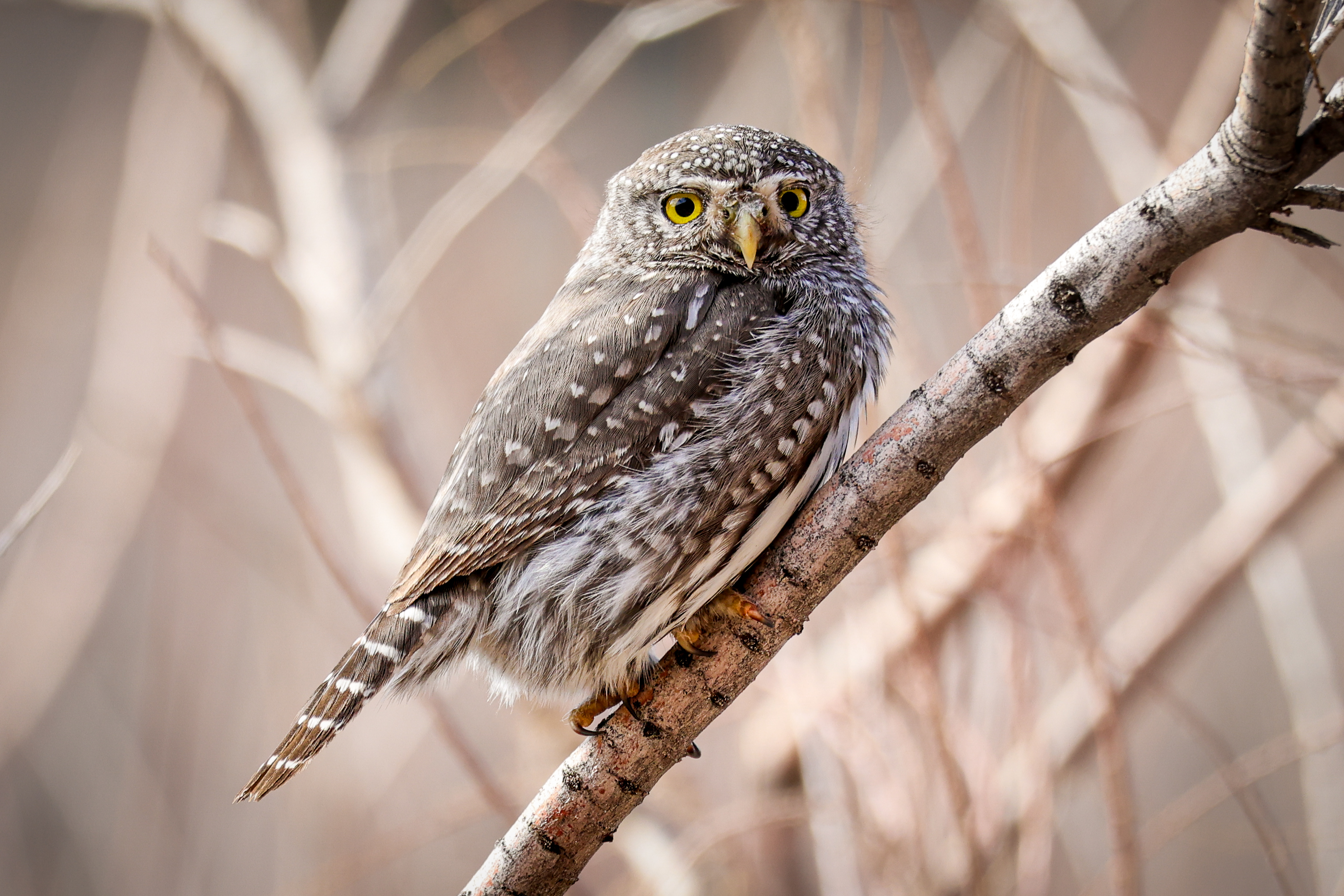 Southern Utah resident Marnie Jeppson captured a rare photo of a northern pygmy owl.
