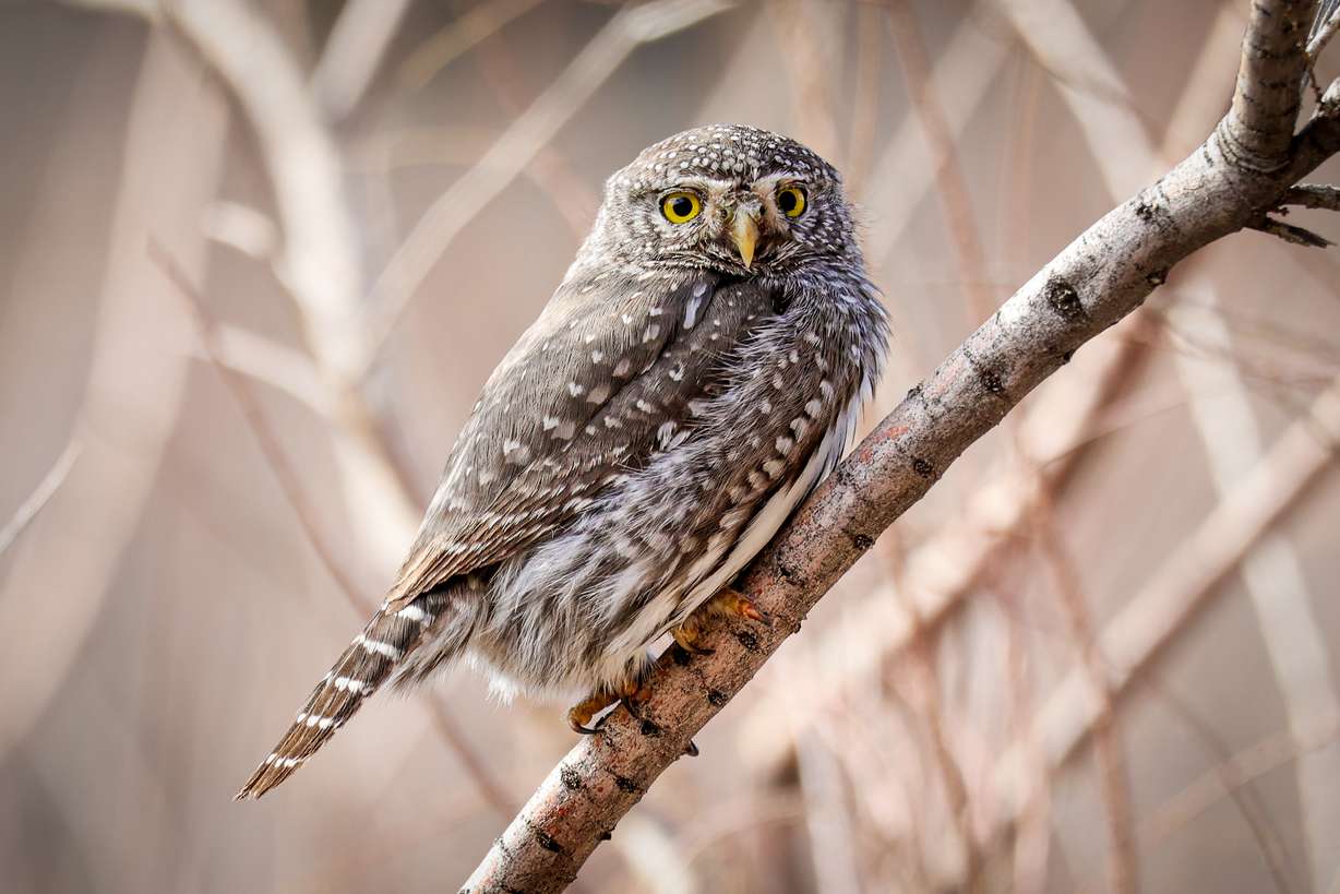 Southern Utah resident Marnie Jeppson captured a rare photo of a northern pygmy owl.