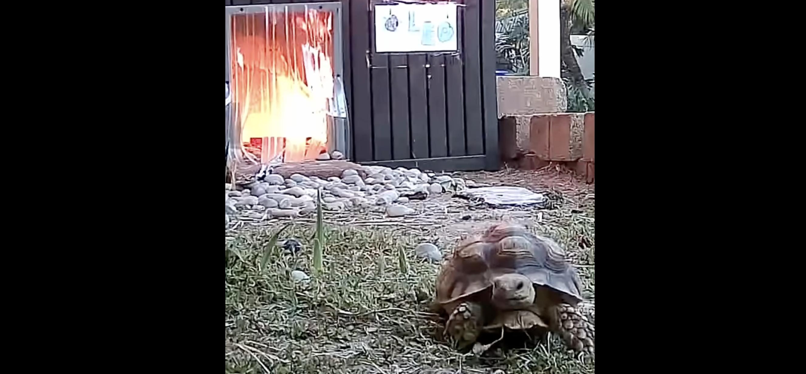 Have You Seen This? Tortoise narrowly escapes blaze