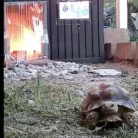 Have You Seen This? Tortoise narrowly escapes blaze