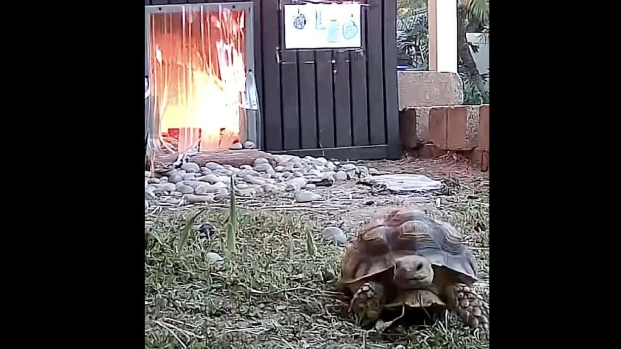Leo the Tortoise narrowly escaped a blaze that erupted in her enclosure in Fullerton, California.