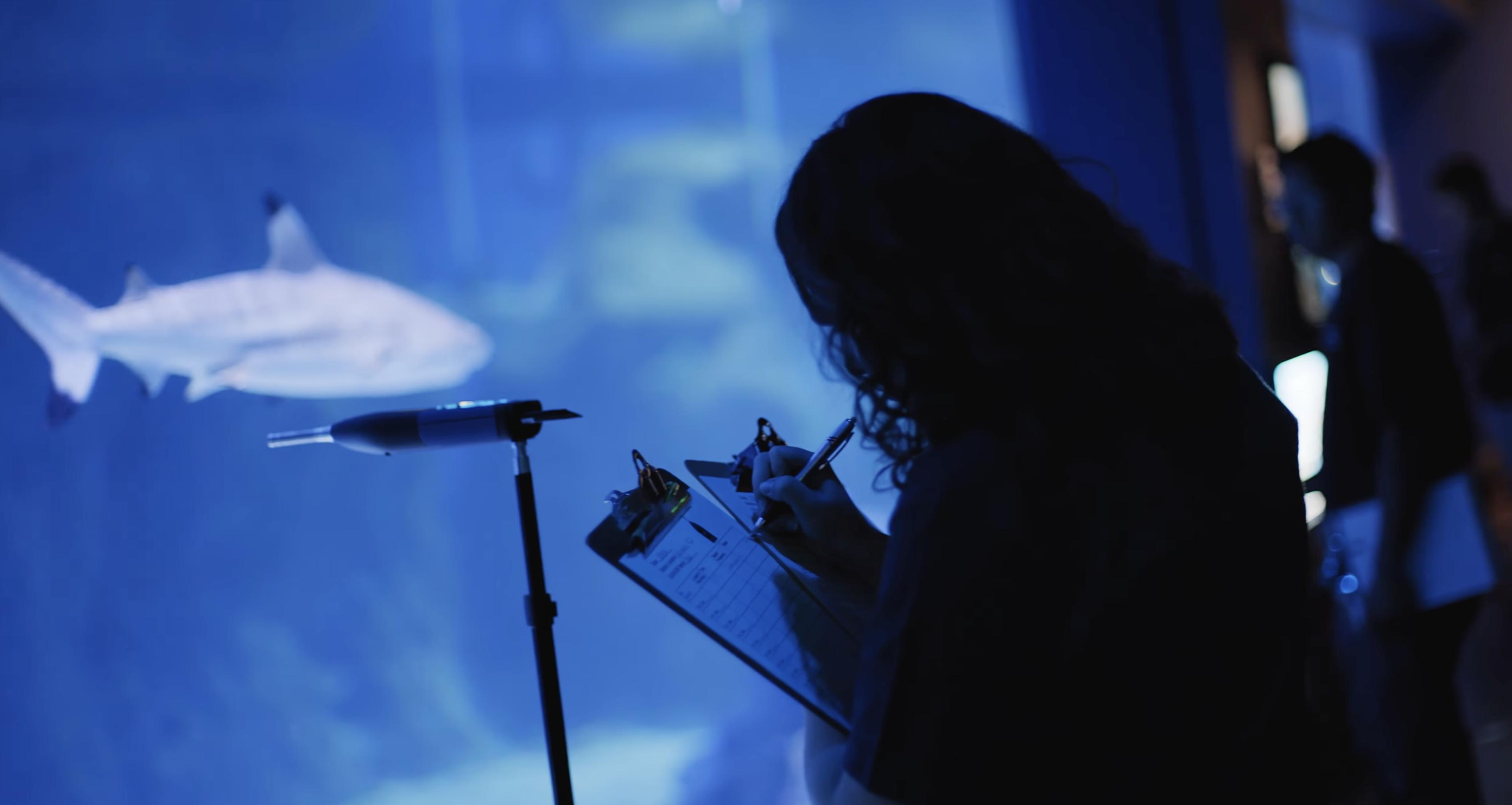 Do sharks hear the noise of aquarium patrons? BYU researchers wanted to find out 