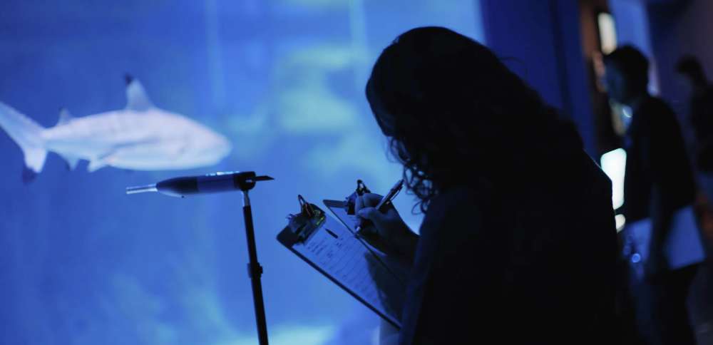 Do sharks hear the noise of aquarium patrons? BYU researchers wanted to find out