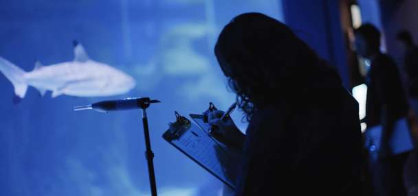 Do sharks hear the noise of aquarium patrons? BYU researchers wanted to find out