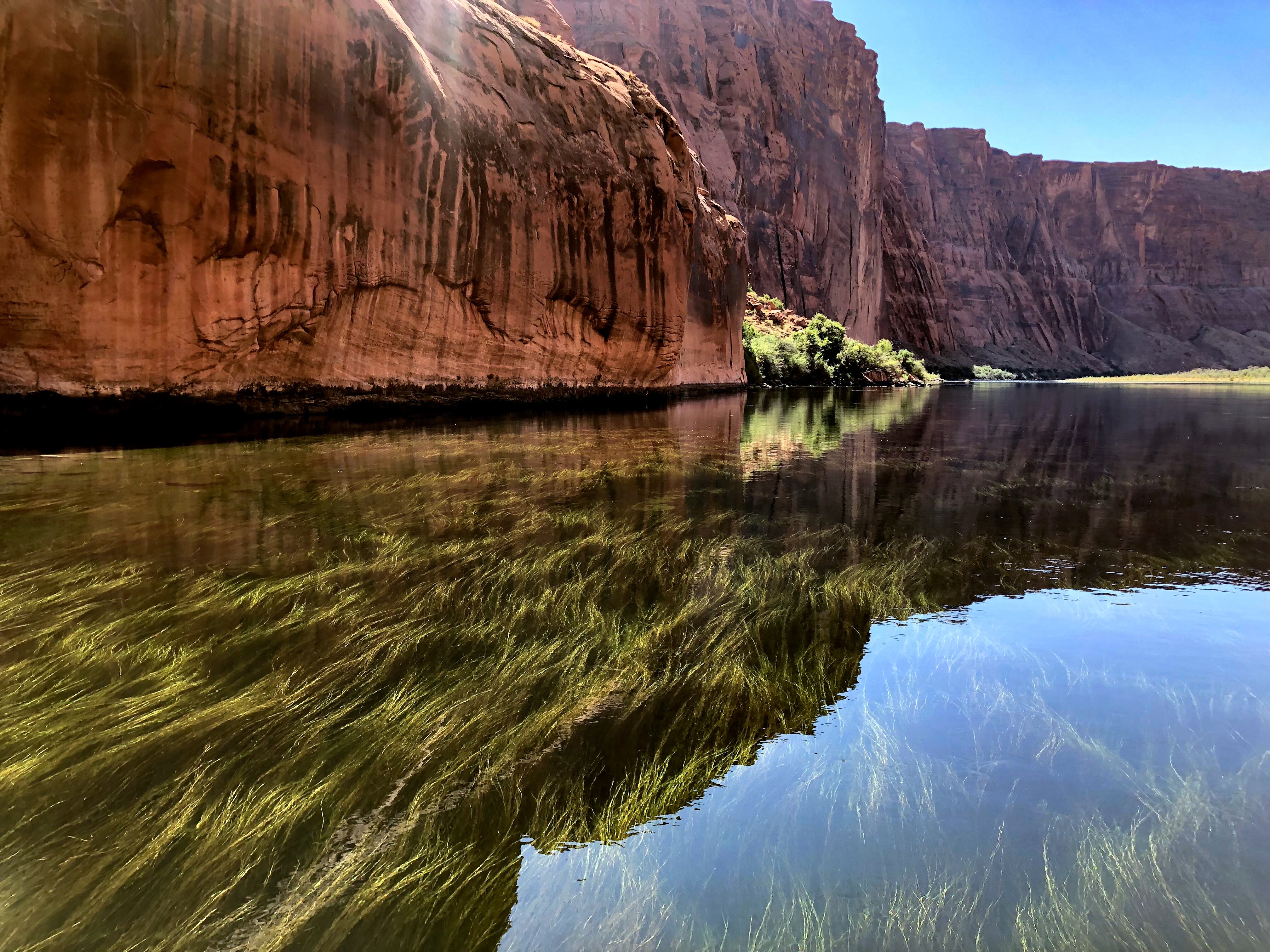 Grasses are pictured in the clear water of the Colorado River below Glen Canyon Dam on Sept. 12, 2019. Colorado River litigation has been forefront in this year's legislative session.