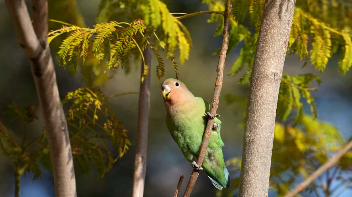 A lovebird sings in Encanto Park, Jan. 18 in Phoenix. The lovebirds may have something to teach humans this Valentine's Day about keeping strong romantic bonds.