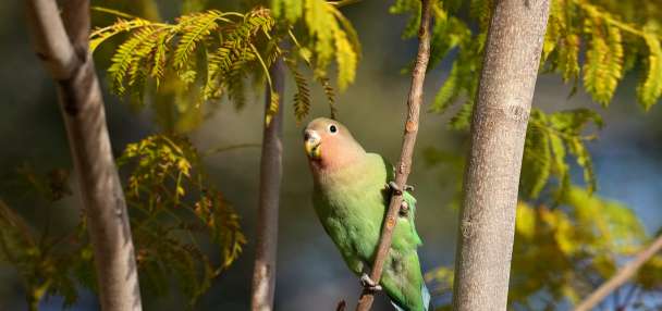What we can learn from lovebirds, the rare birds that mate for life