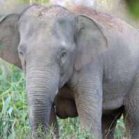 Thailand uses a birth control vaccine to curb its elephant population near expanding farms