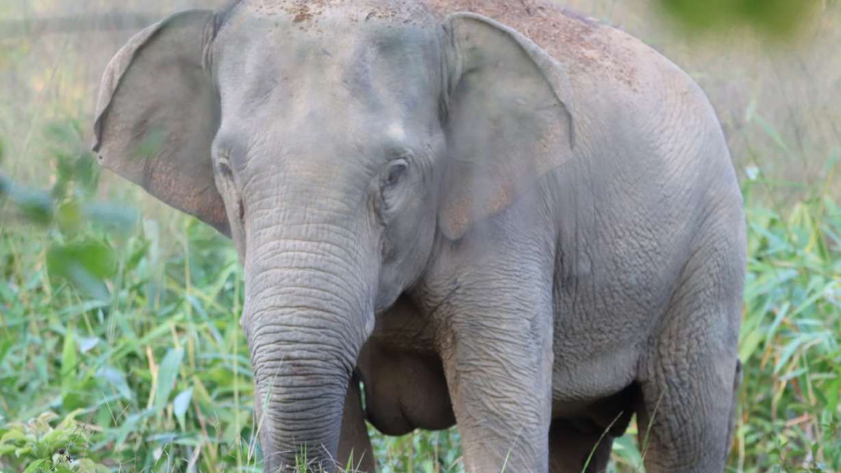 This photo released by Thailand Department of National Parks, Wildlife and Plant Conservation shows a wild elephant after it received an elephant contraception vaccine in the Trat province of Thailand, Jan. 27.