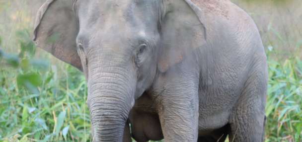 Thailand uses a birth control vaccine to curb its elephant population near expanding farms