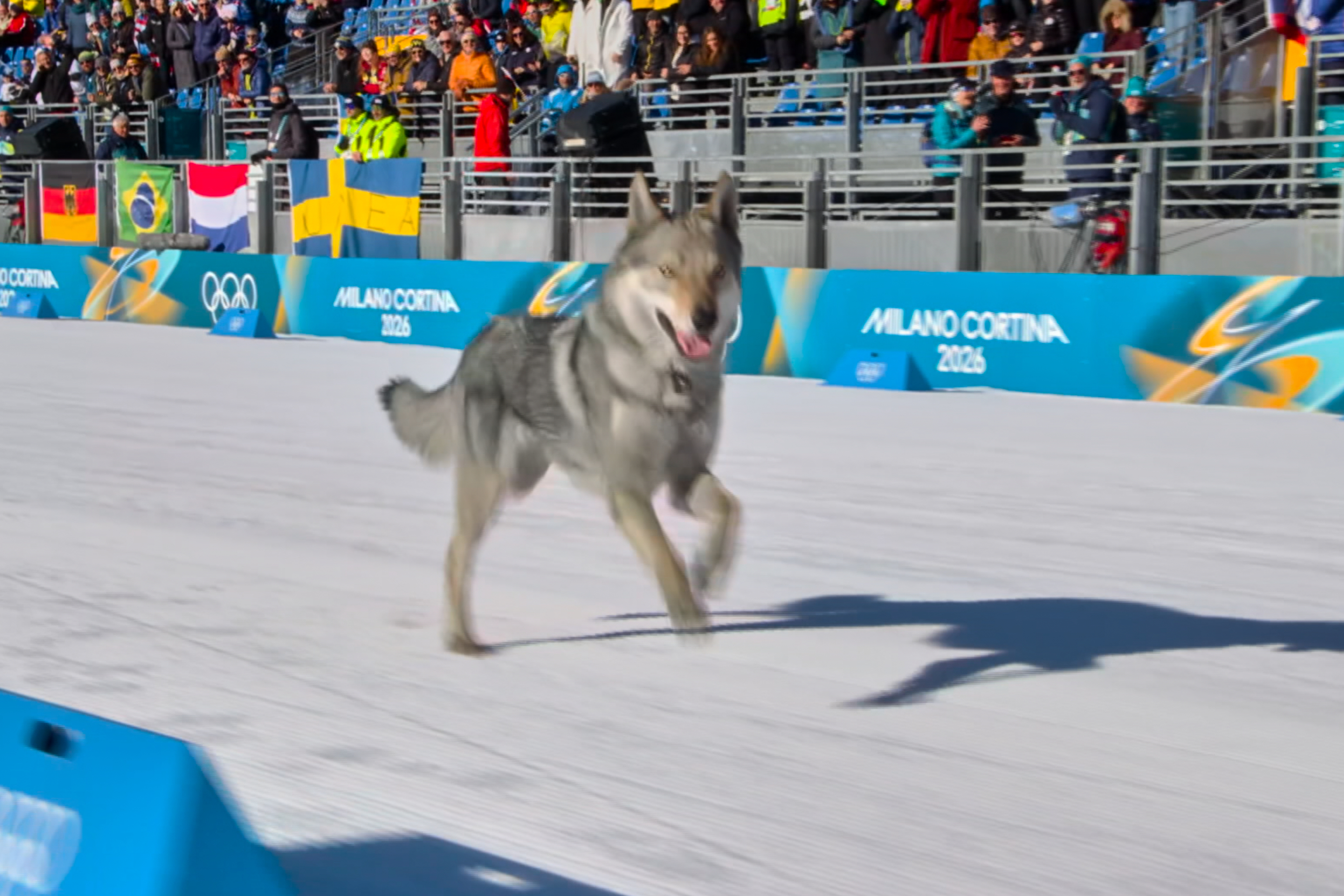 Loose dog makes Olympic cameo on the cross-country ski course at the Milan Cortina Games