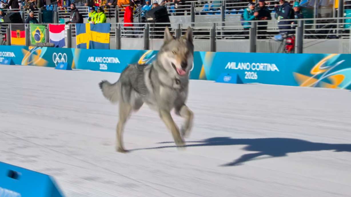 In this image taken from video provided by Olympic Broadcasting Services, OBS, a dog runs onto the track near the finish during the heats of the cross-country skiing women's team sprint free at the 2026 Winter Olympics, in Tesero, Italy, Wednesday, Feb. 18, 2026.