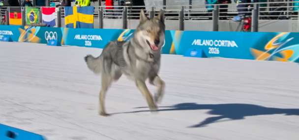 Loose dog makes Olympic cameo on the cross-country ski course at the Milan Cortina Games
