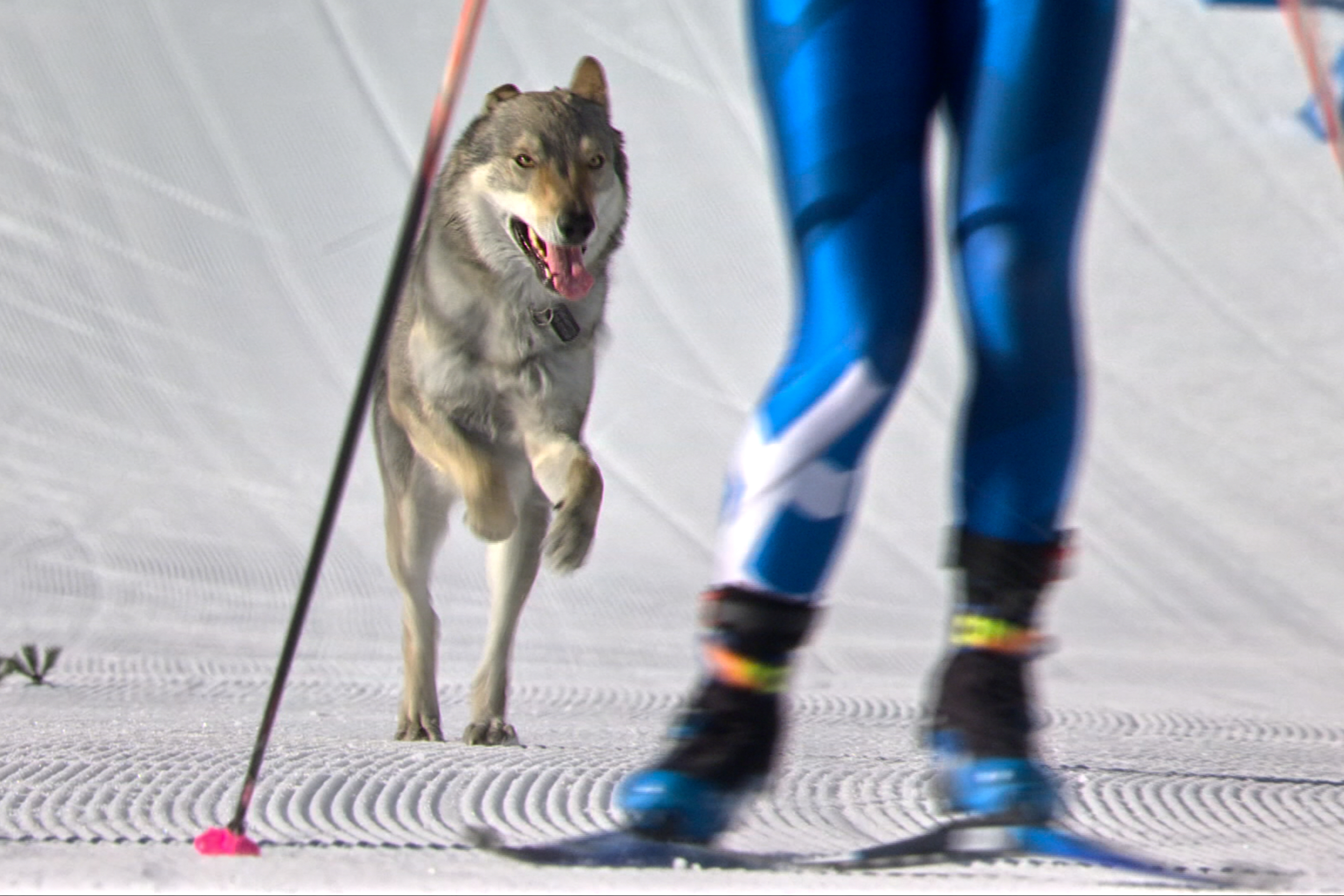 Have You Seen This? Give this dog an Olympic medal