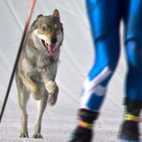 Have You Seen This? Give this dog an Olympic medal