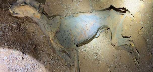 Scientists extracted DNA from mummified cheetah remains and made a surprising discovery