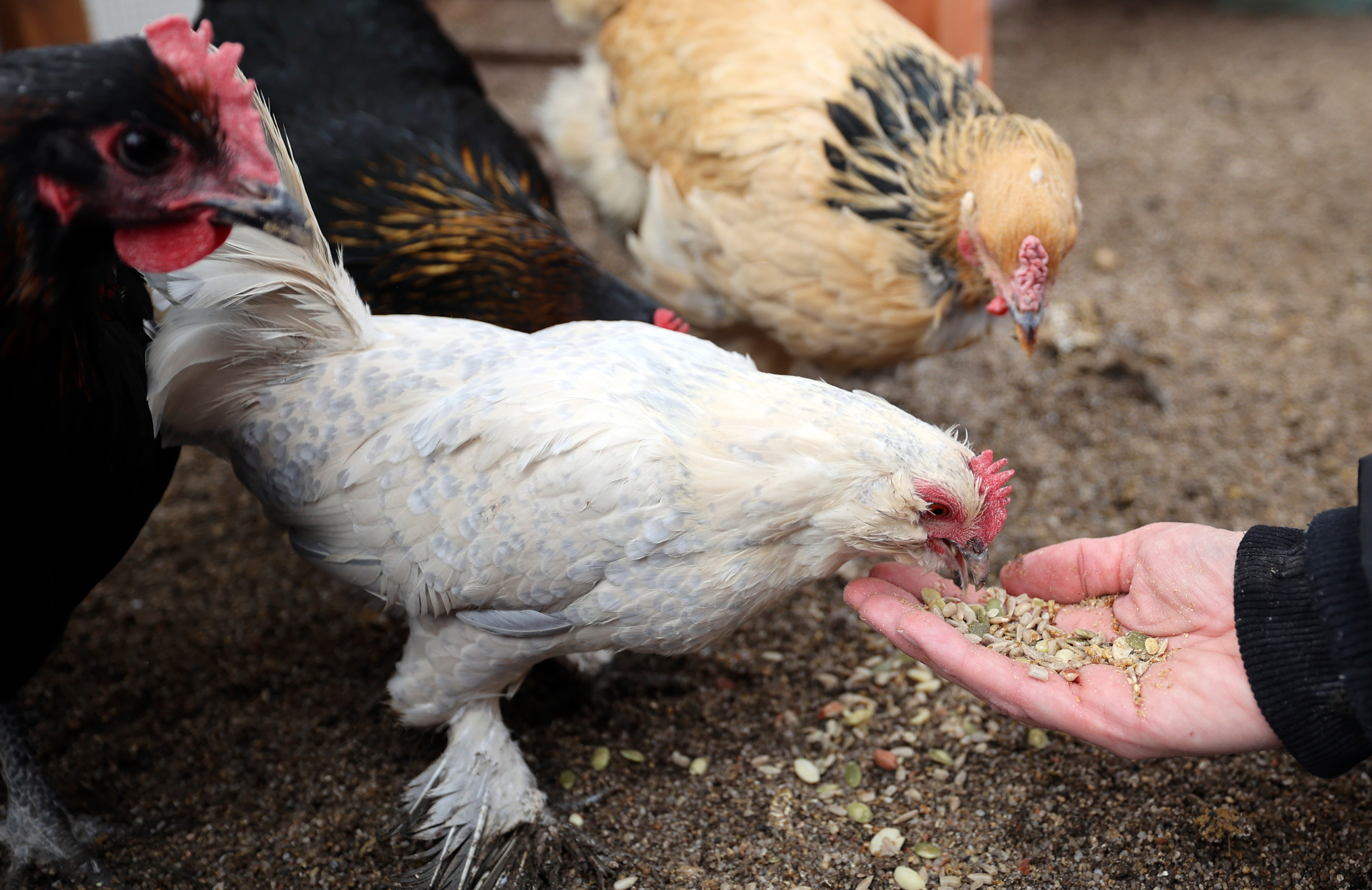Chicken chatter: Springville debates how many backyard chickens are too many