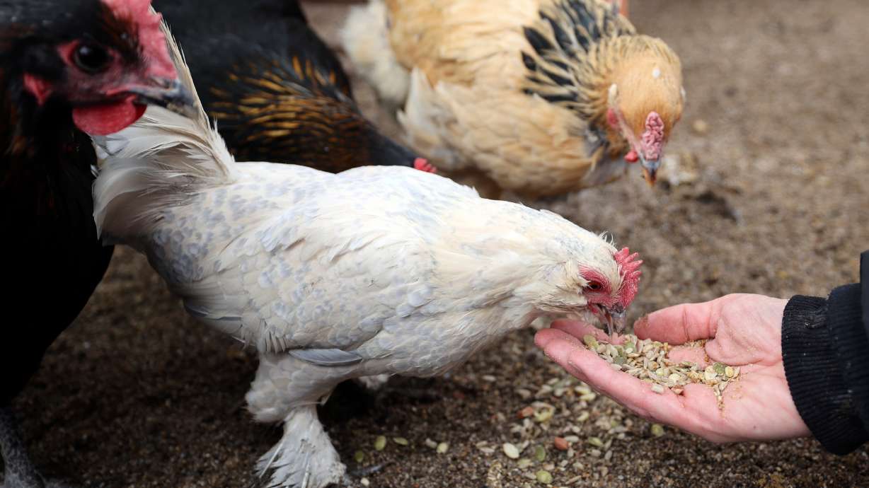 Some residents in Springville are urging the City Council to clarify the city ordinances allowing for additional backyard chickens on larger lots.