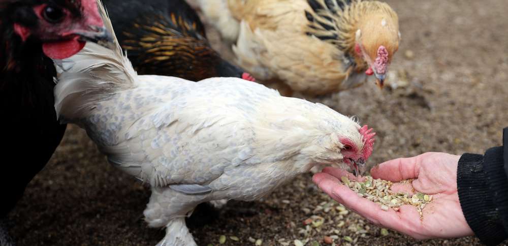 Chicken chatter: Springville debates how many backyard chickens are too many