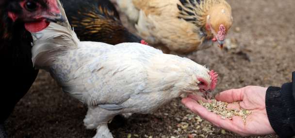 Chicken chatter: Springville debates how many backyard chickens are too many