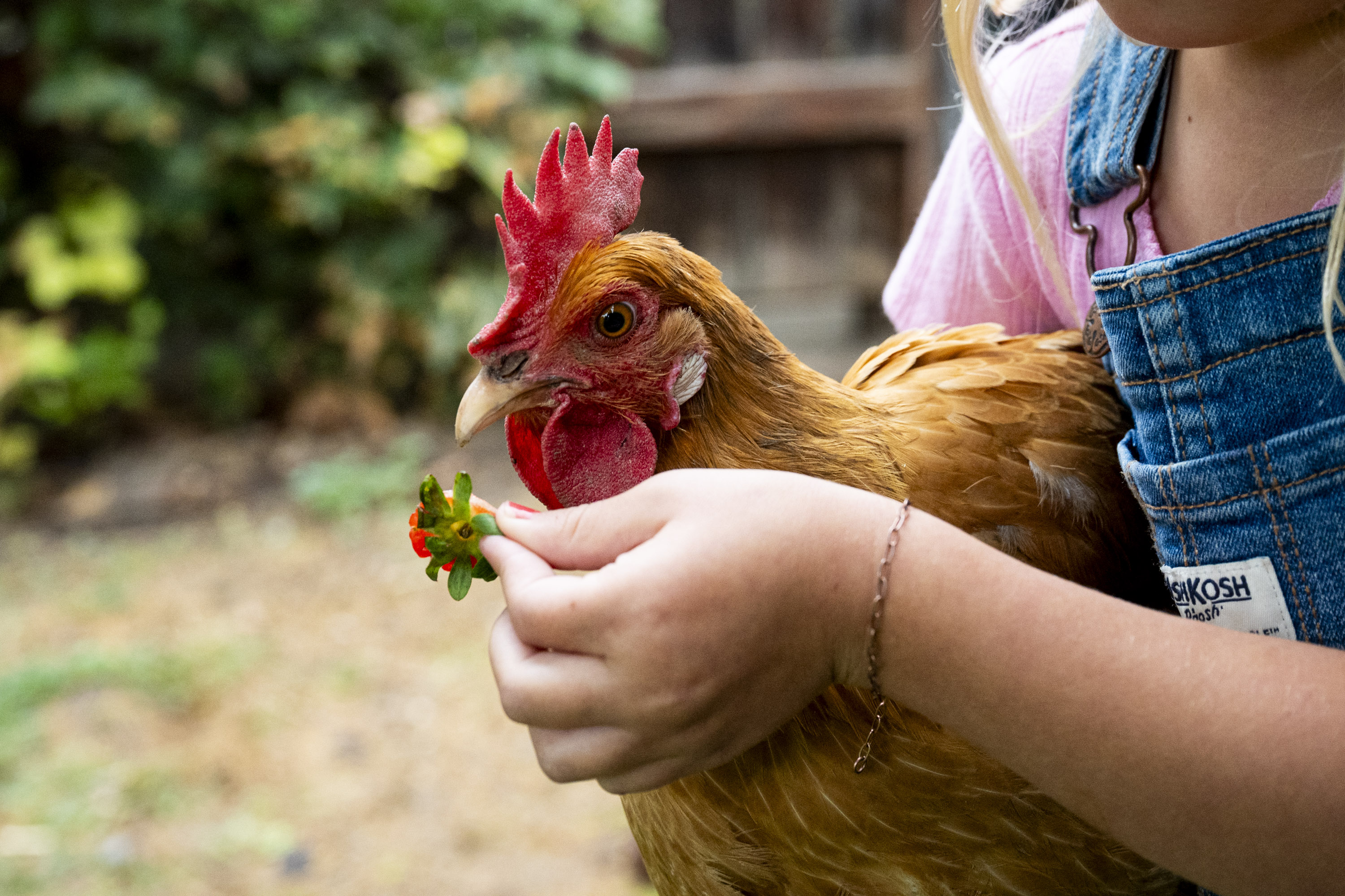 The Springville City Council passed an adjusted ordinance on March 2, creating a tiered system for backyard chickens based on lot size.