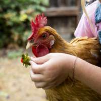 After lots of clucking, Springville to allow more backyard chickens