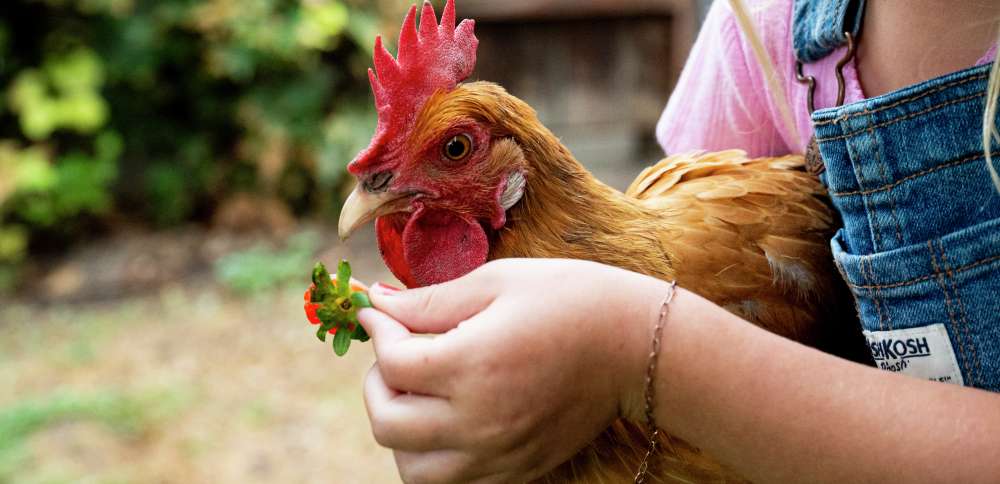 After lots of clucking, Springville to allow more backyard chickens