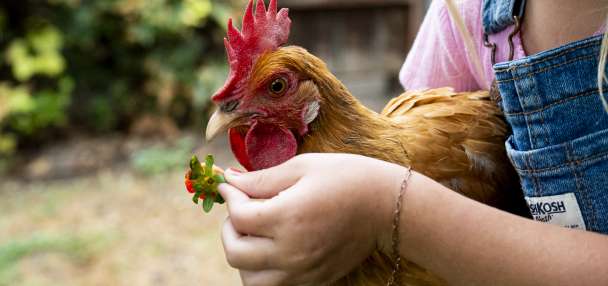 After lots of clucking, Springville to allow more backyard chickens