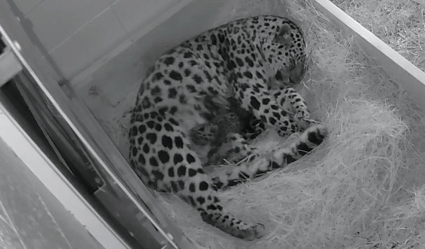 Mama leopard gives birth to 2 cubs at Utah's Hogle Zoo