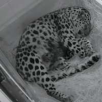 Mama leopard gives birth to 2 cubs at Utah's Hogle Zoo
